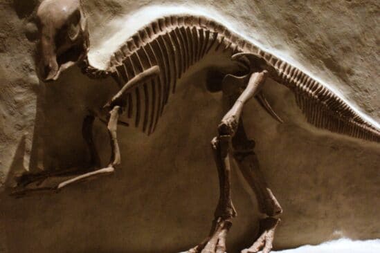 scientifiques fossile dinosaure asteroide
