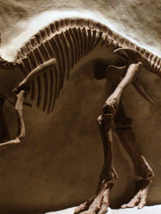 scientifiques fossile dinosaure asteroide