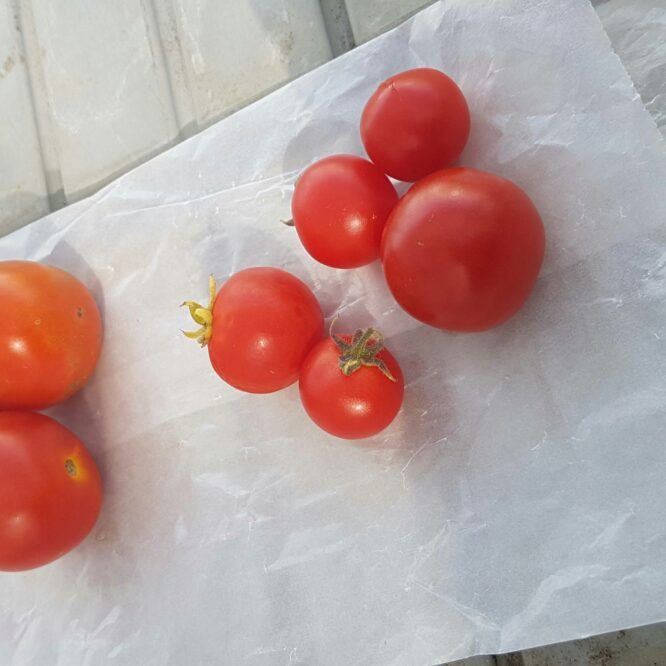 tomates génétiquement modifiées vitamine D