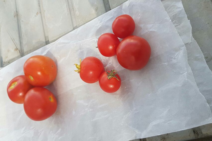 tomates génétiquement modifiées vitamine D