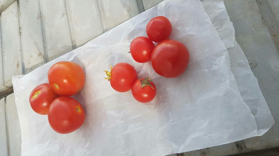 tomates génétiquement modifiées vitamine D