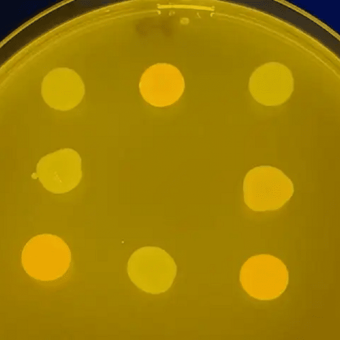 bacteries genetiquement modifiers jouent morpion avec scientifiques