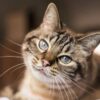 chat reconnaitre nom autres chats famille cognition couv