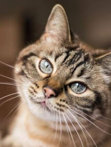 chat reconnaitre nom autres chats famille cognition couv