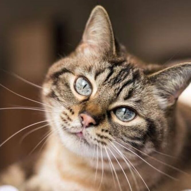chat reconnaitre nom autres chats famille cognition couv
