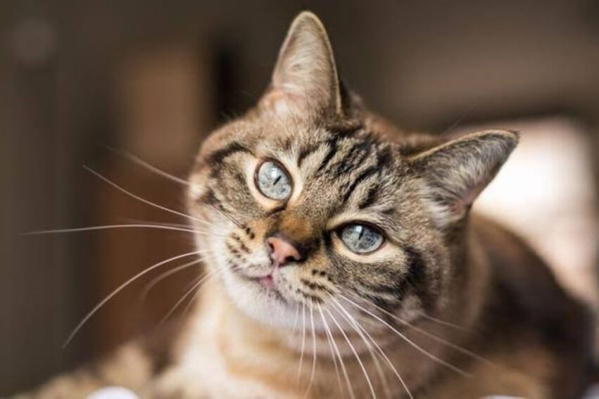 chat reconnaitre nom autres chats famille cognition couv
