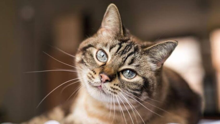 chat reconnaitre nom autres chats famille cognition couv