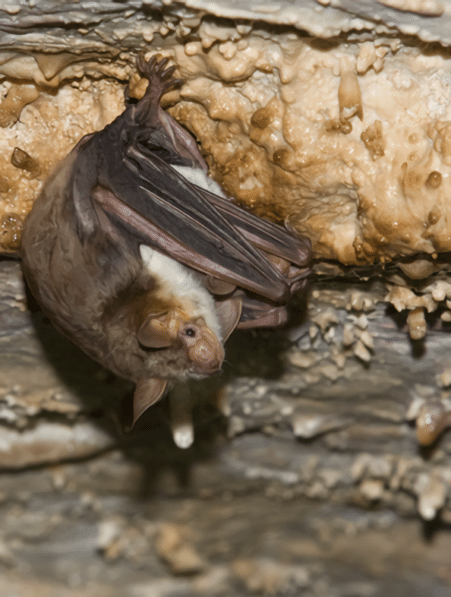 chauves souris imitent guepes frelons eloigner predateurs