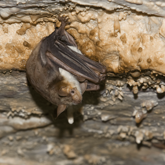 chauves souris imitent guepes frelons eloigner predateurs