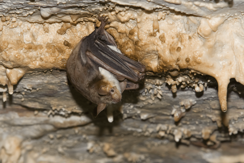 chauves souris imitent guepes frelons eloigner predateurs