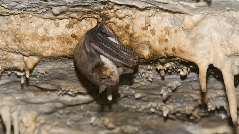 chauves souris imitent guepes frelons eloigner predateurs