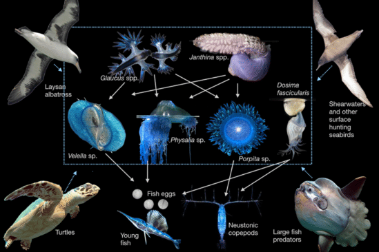 continent plastique ecosysteme inedit vie marine couv