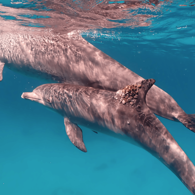 dauphins soignent peau coraux eponges