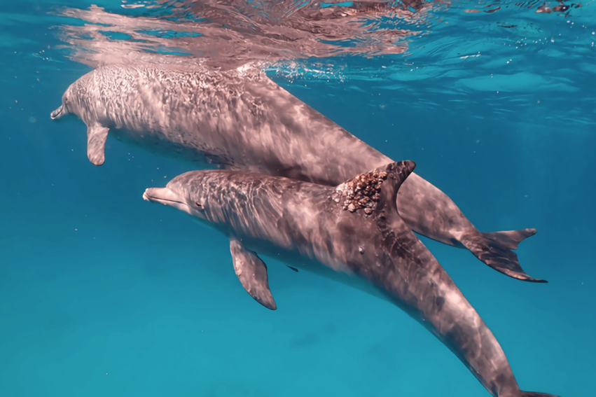 dauphins soignent peau coraux eponges