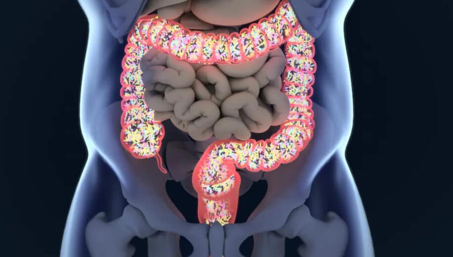greffes fécales microbiote vieillissement