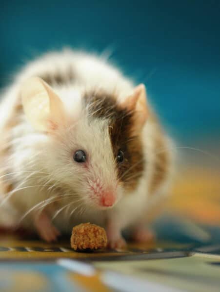 hormone anti-âge régime alimentaire