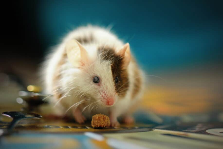 hormone anti-âge régime alimentaire