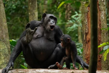langage complexe chimpanzés