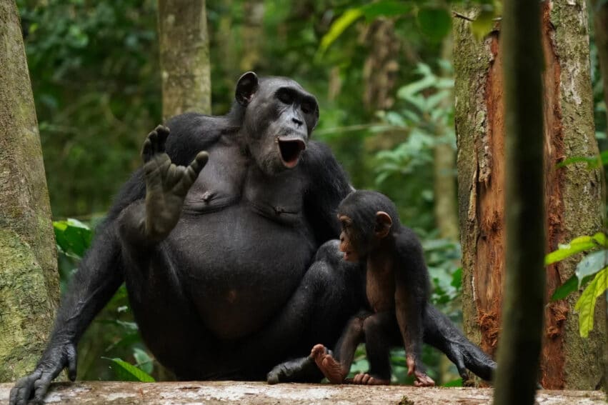 langage complexe chimpanzés