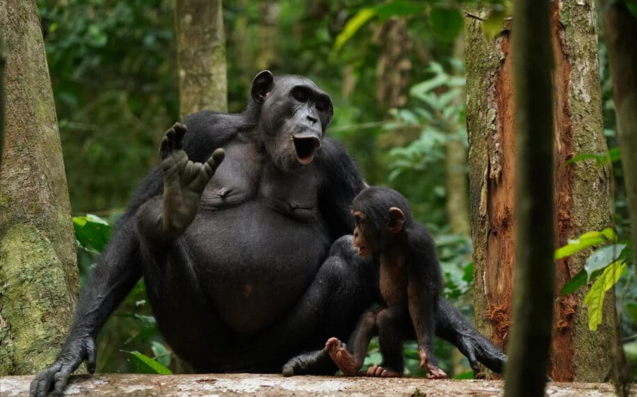 langage complexe chimpanzés