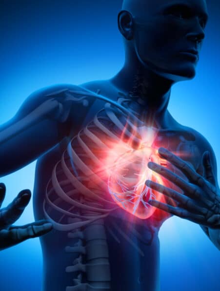 mécanisme auto-réparation cœur infarctus