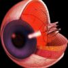 oeil reanimer cellules nerveuses mort reversible couv