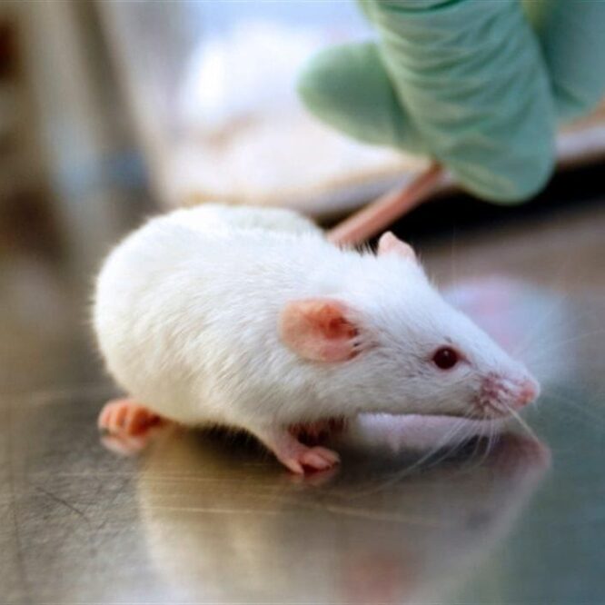 rajeunissement cerveau liquide cephalo rachidien souris couv