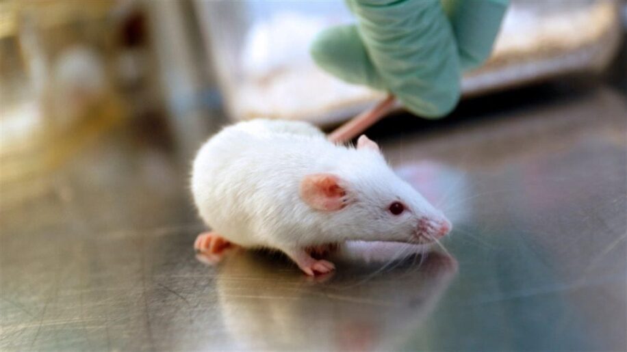 rajeunissement cerveau liquide cephalo rachidien souris couv