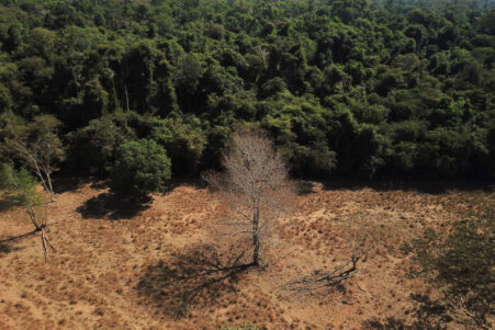 record déforestation forêt amazonienne brésil