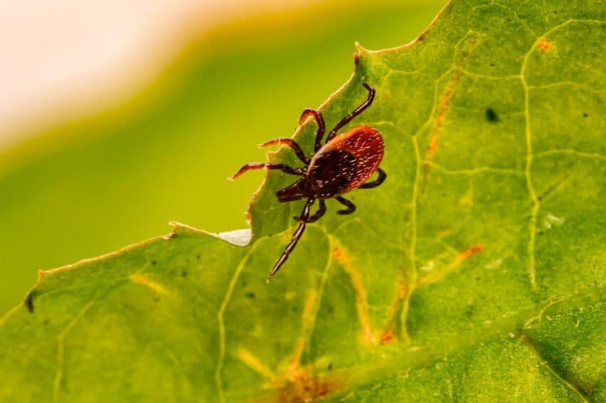 tiques role ecosysteme traitement parasite