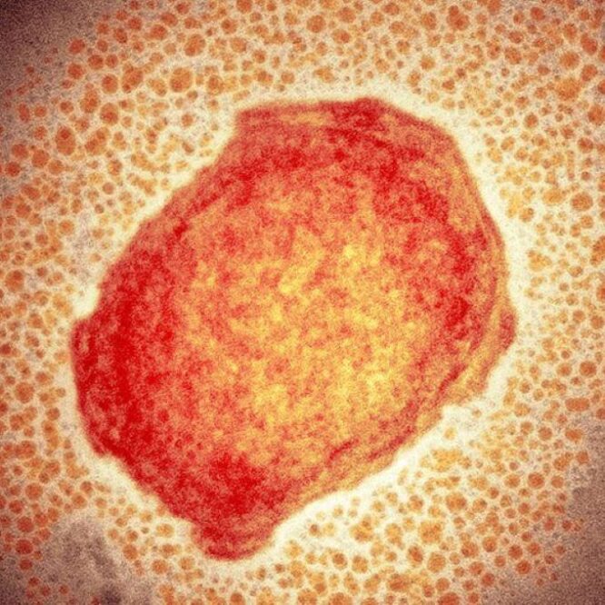 variole du singe epidemie monde zoonose couv
