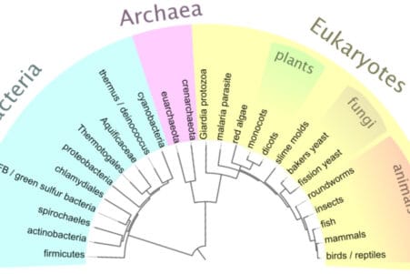arbres évolutifs erreurs