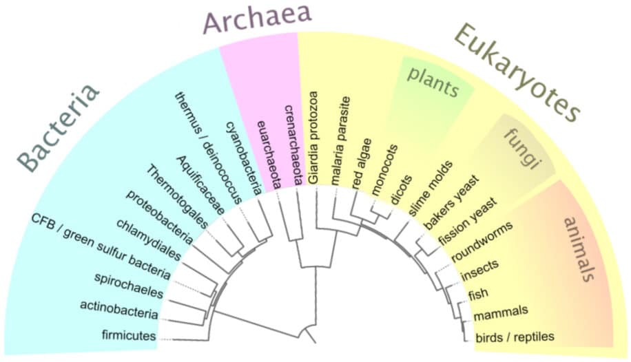 arbres évolutifs erreurs
