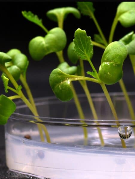 methode faire pousser plantes dans le noir