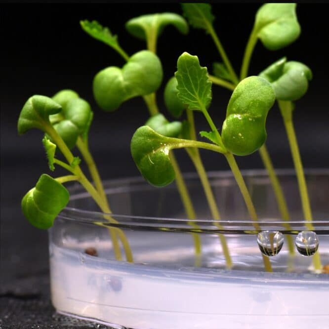 methode faire pousser plantes dans le noir