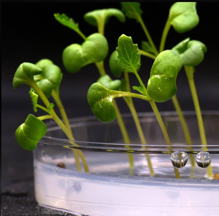methode faire pousser plantes dans le noir