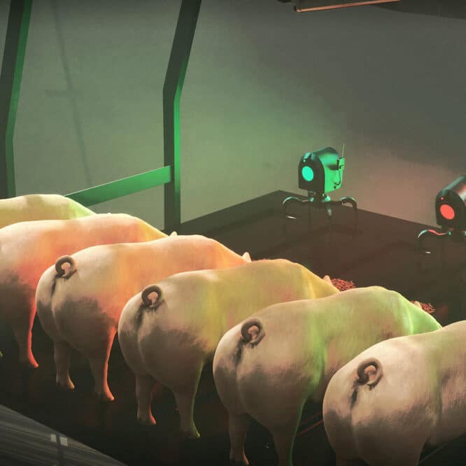 clonage animal chine porcs robot