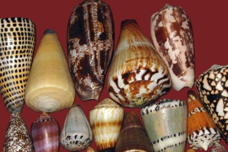 diabete insuline rapide venin escargot conique
