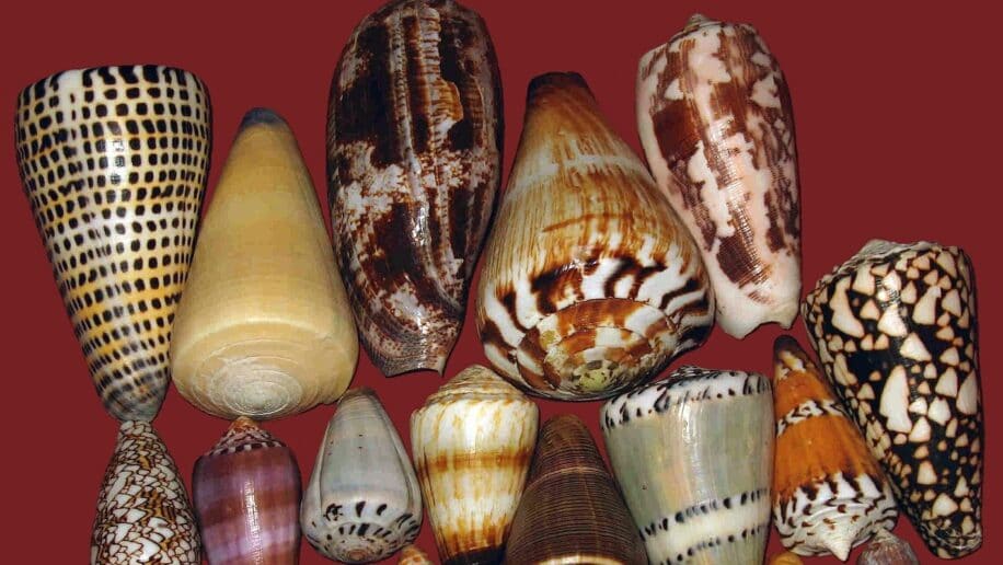 diabete insuline rapide venin escargot conique