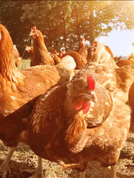 domestication recente riz repartition monde poulet domestique couv