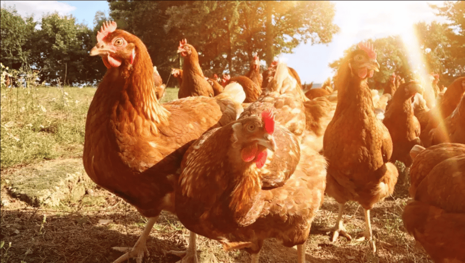 domestication recente riz repartition monde poulet domestique couv