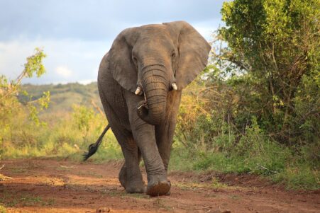 femme tuee elephant inde