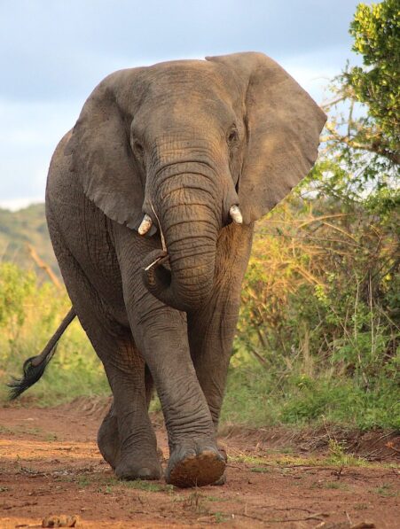 femme tuee elephant inde