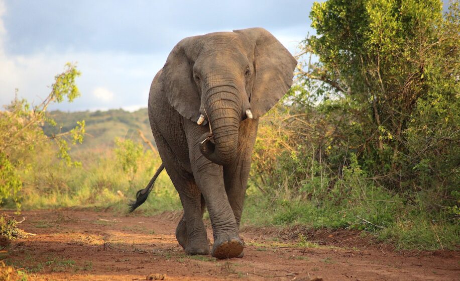 femme tuee elephant inde
