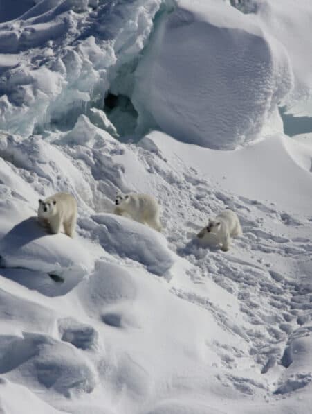 ours polaires sud-est Groenland