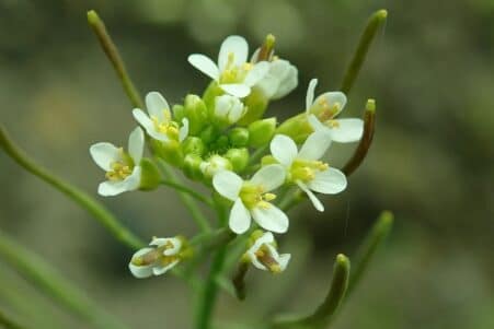 plantes decisions quantite carbone