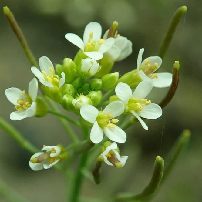 plantes decisions quantite carbone