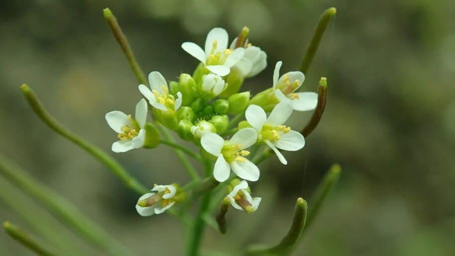 plantes decisions quantite carbone