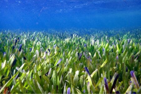 plus grande plante marine du monde herbier shark bay 4500 ans