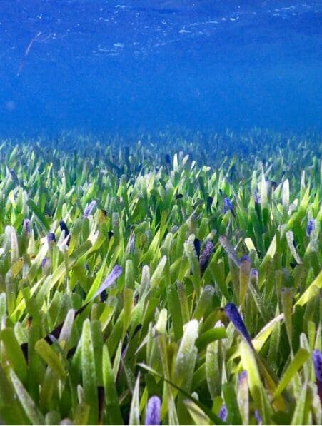 plus grande plante marine du monde herbier shark bay 4500 ans